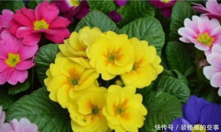 养花就养4种花,家里养一盆,一开就美爆,养1盆超美!