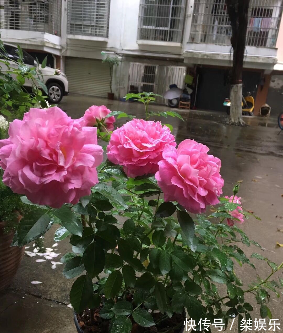 此木本花卉,漂亮似牡丹花,月月开花,种植简单,阳台盆栽也可以