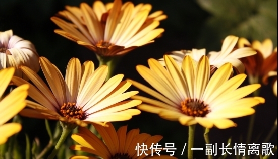 双子|2周后,旧情纠缠,痴心难忘,误会解除,破冰和好,余生如胶似漆