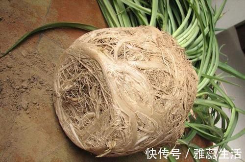 喜欢养花，买一盆烂一盆？问题出在这里，跟着养护专家学起来