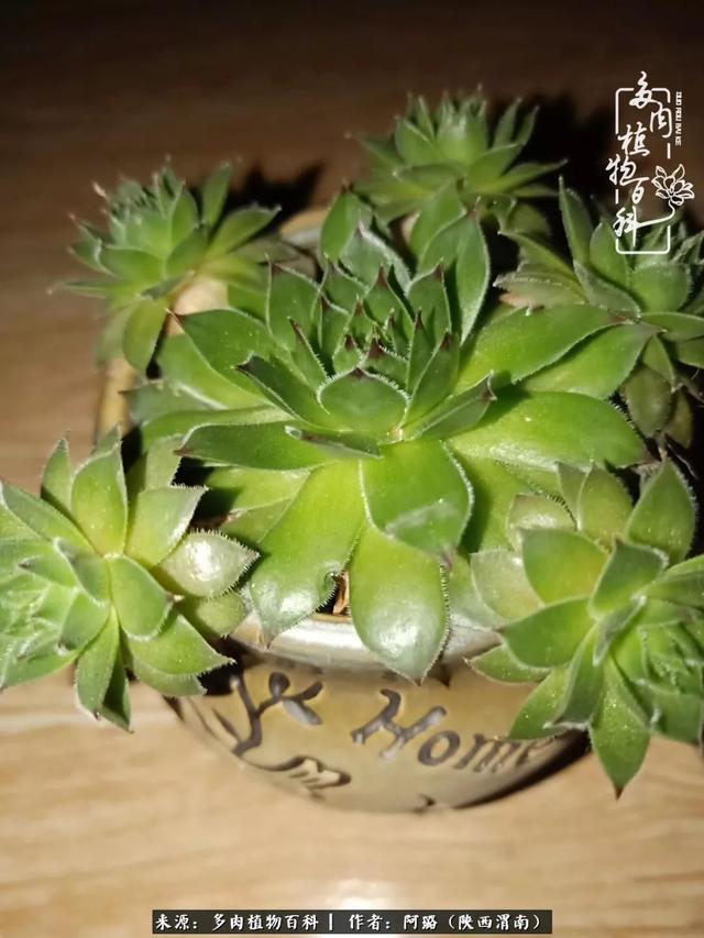 这些年养的那些多肉！附靠谱的多肉度夏小技巧！