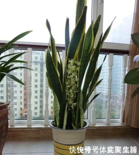 养护|春养虎皮兰,4点“伺候好”,才能长高高,开花特仙气,好运临门!