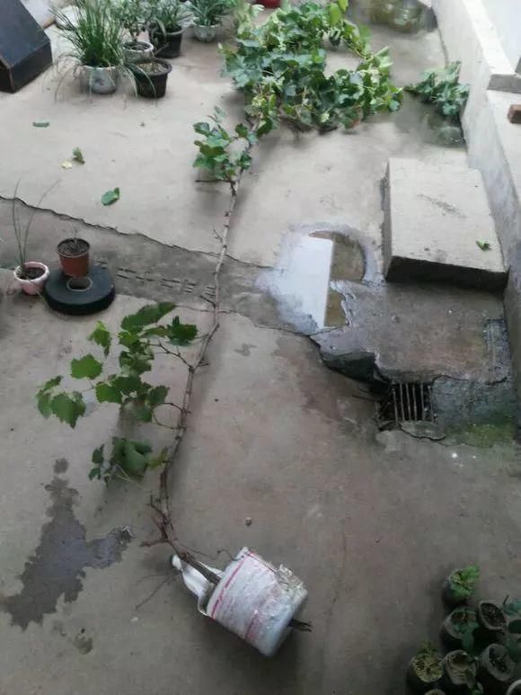 葡萄无花果插在塑料瓶里，2周生根，成活率高，1株变10株！