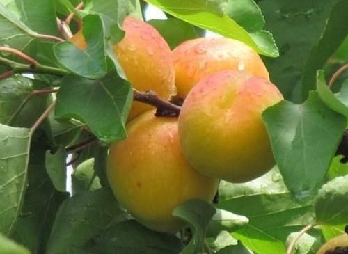 西梅|夏天孩子饮食养生正当时，4种食物多多吃，补充营养，有益健康