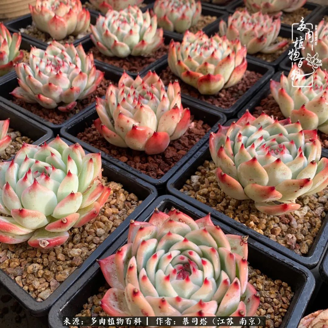 当多肉小白磕上吉娃娃！把自己都要美哭了！