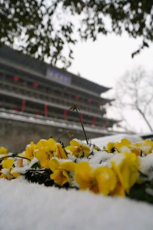 春雪|一场春雪，定格“醉美”长安