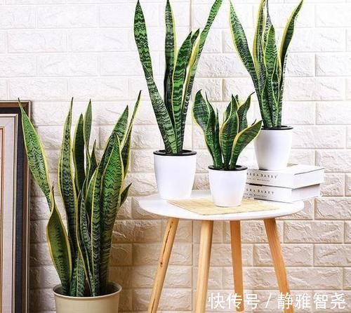 室内放绿萝、吊兰净化空气除臭味早过时了，现在更盛行虎皮兰