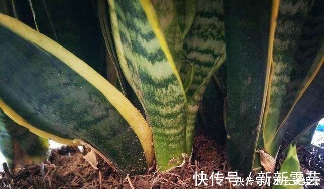 叶子|超怕冷的2种花,叶子冻烂了赶紧剪一剪,明年照样开!