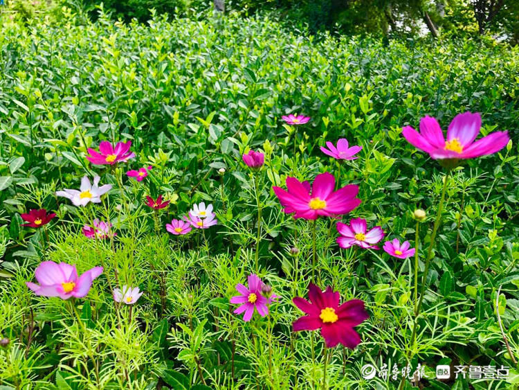 初夏五月,满目缤纷！济南佛慧山花开惹人醉|花开齐鲁| 牛耘