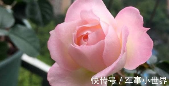 秋花|月季春花和秋花有什么区别?春花过后,做好3个多,秋花不愁开