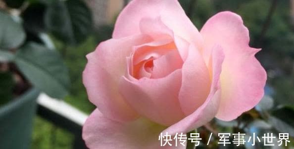 秋花|月季春花和秋花有什么区别？春花过后，做好3个多，秋花不愁开