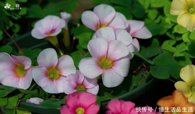  阳台最值得养的一种花，花期半年花朵艳丽，几乎每个人都种过！