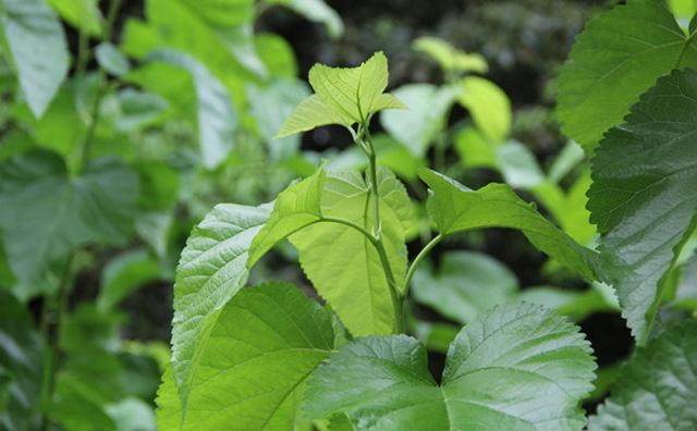 桑叶茶|桑叶营养价值丰富,用桑叶泡茶有什么好处
