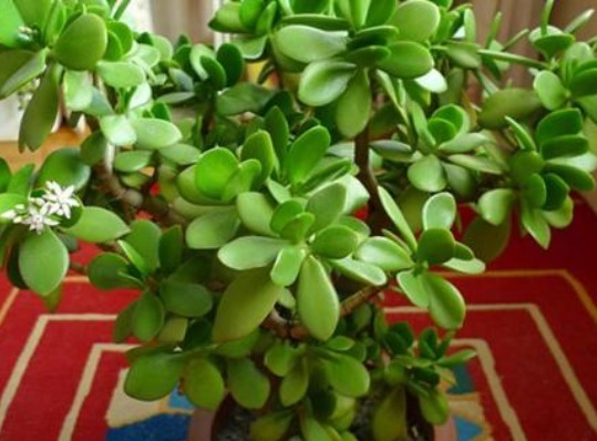 不会养花就养这5款“便宜花”,年年开花不断,花色多又艳,美