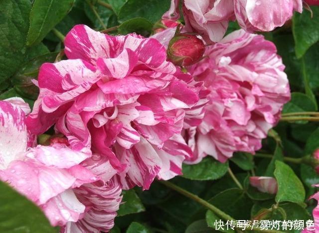 20款古老月季。数百年唯美传承,个个经典又抗病。远胜现代月季