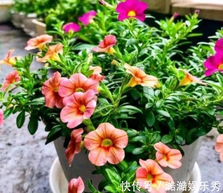 4种花超漂亮,家里养一盆,满屋飘香,养庭院,十里飘香