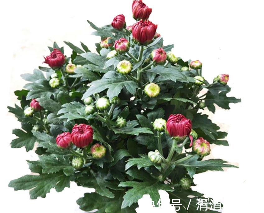 干湿|花卉中的珍品，一开就是300天，冷热干湿都不怕，沾土就爆盆