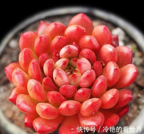 观赏价值|推荐6款多肉植物，皮实又好养，是家庭盆栽佳品，适合新手！
