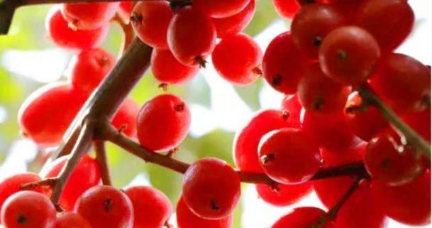 抗衰老、补气血,给中年人推荐4种食物,抗衰健脑,身体越来越好