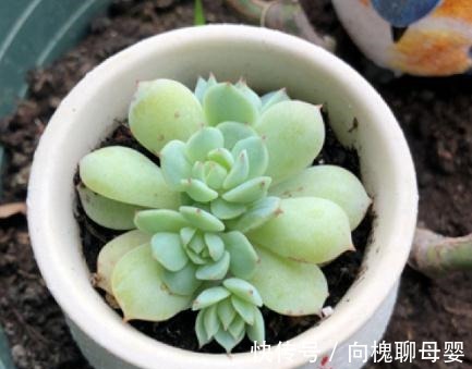 花花|最难养的9种多肉,生病了难“医治”,新手轻易别碰
