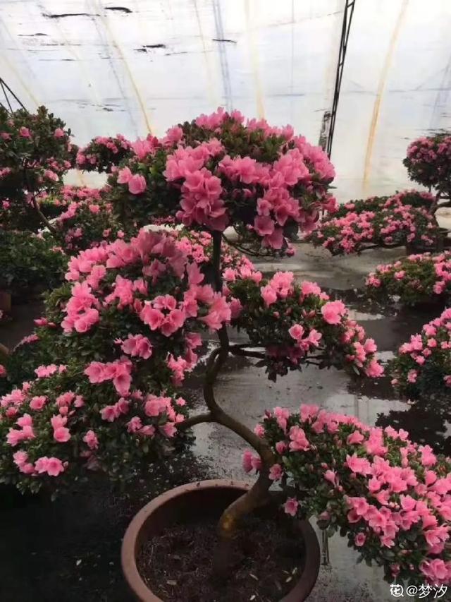 盆景家里养盆松,代代出富翁,镇宅守家福气旺