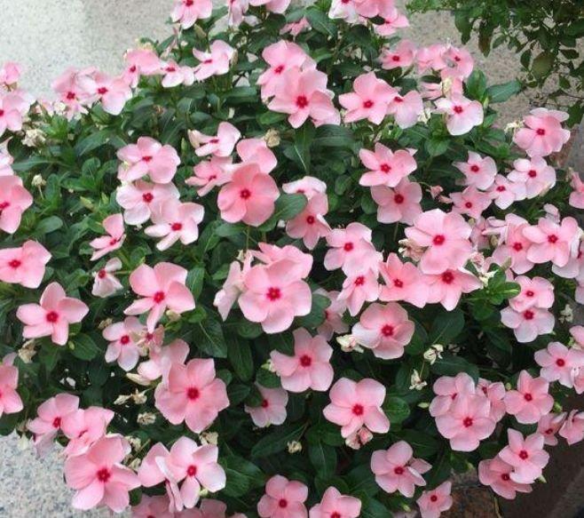 4种花好养易活,旺财又养人,花朵硕大花期长,家庭理想花卉盆栽