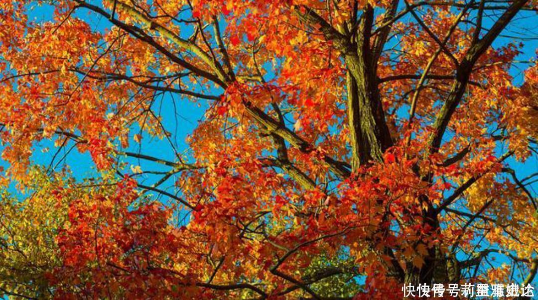 小池|杨万里比较冷门的一首诗,但是同样写得很有趣,值得我们一读再读