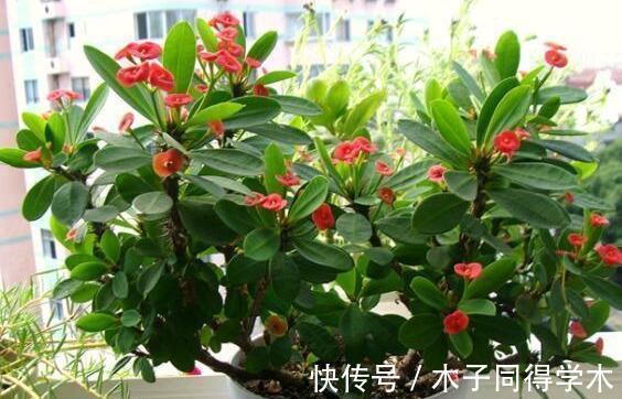 生根|立秋后，建议扦插6种花，温度适宜“利于”生根，成活率高