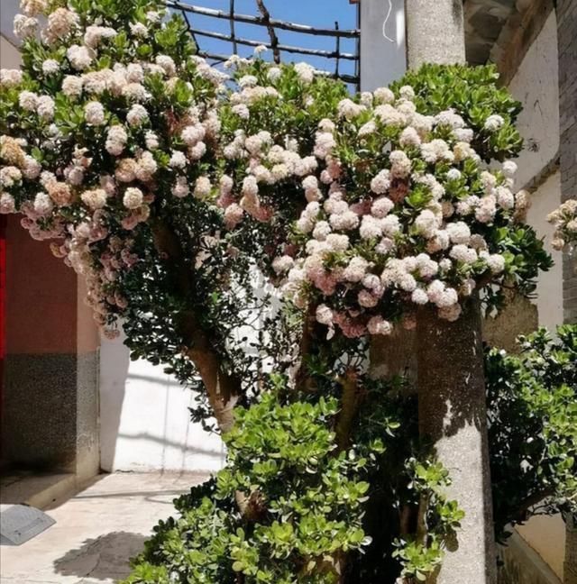 叶片|有名的“12种旺财花”,吉祥又大气,养成老桩更“旺家”