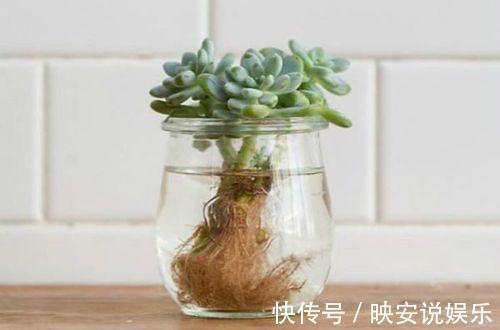养护|多肉怕水不敢浇水养这几个品种，喜水可以水培，长得真旺