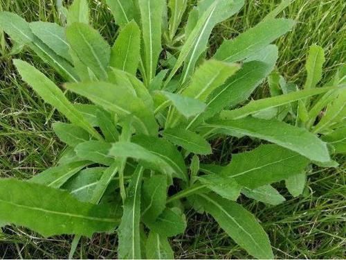 实不相瞒比消炎药还管用的4种野菜是它们,小炎症不用跑医院了