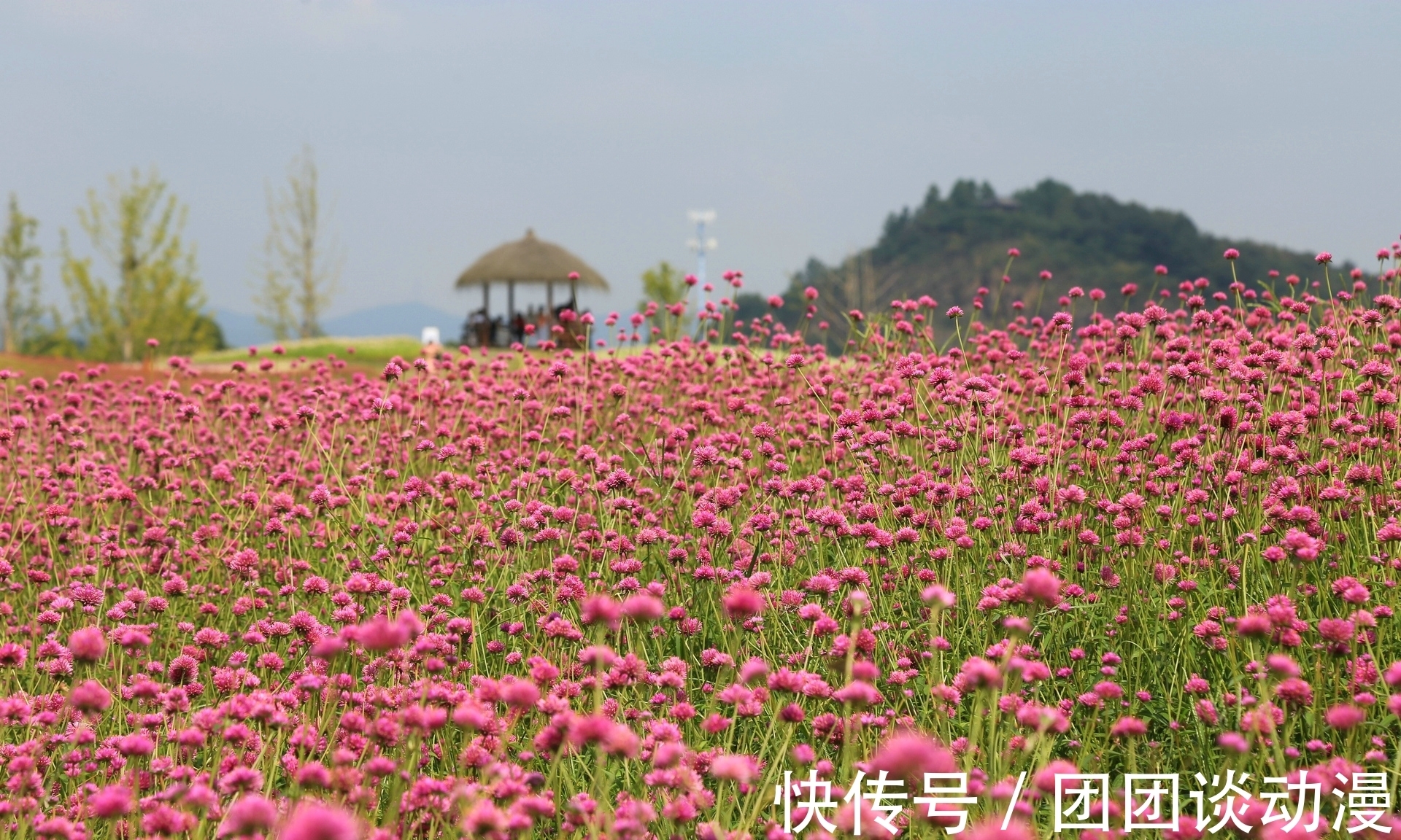 径山镇|秋日赏花，杭州这片唯美花海太“治愈”，满山坡的醉蝶花和百合花