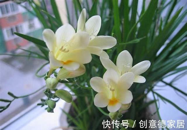 百合花|养花试试这几款，花样浩繁美丽，花香传布局限较广