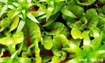 香椿|这7种蔬菜网评说最难吃的,全部尝过的,我想叫你一声“大师”