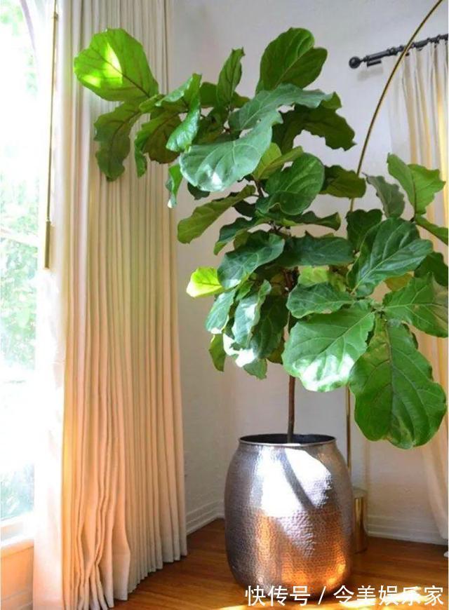 香蕉皮|香蕉皮也是养花“宝”，学会2种方法，养花叶子油绿、新芽多