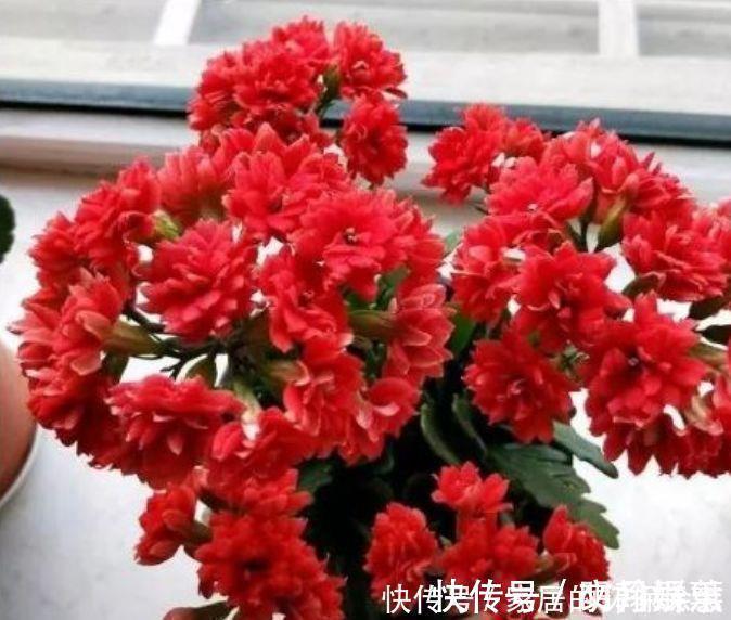 杜鹃花|4种花是花中劳模，一年四季开花不断，满屋飘香，香水钱都省了