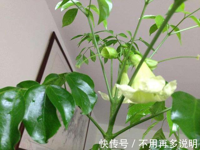 富贵竹|“6种旺财花”,房子小也要养1盆,开花更是好兆头,富贵吉祥