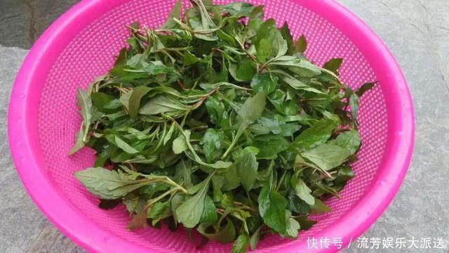 农村|农村常见的野菜,殊不知营养价值很高,见到采摘一些味道堪比山珍
