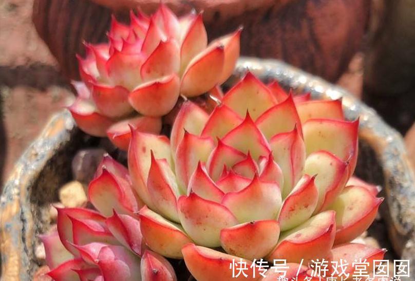 分不清多肉荷花和猎户座?那就全买,反正它们都带红边,也都好养