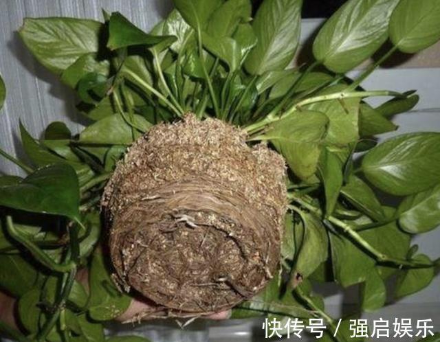 虎皮兰、绿萝都喜欢“它”,花盆里“垫1块”,29天爆盆,旺盛!