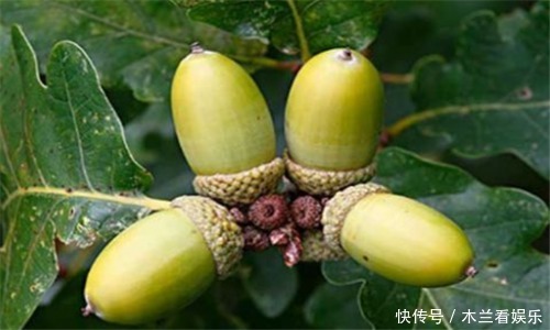 红心芭乐红心芭乐|女性不想成黄脸婆,多吃4种食物,排毒养颜、皮肤红润气色好