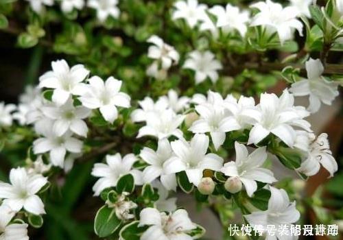 喷洒|养花浇水时掺上它,虫子一个不留,省钱省事轻松开爆满盆