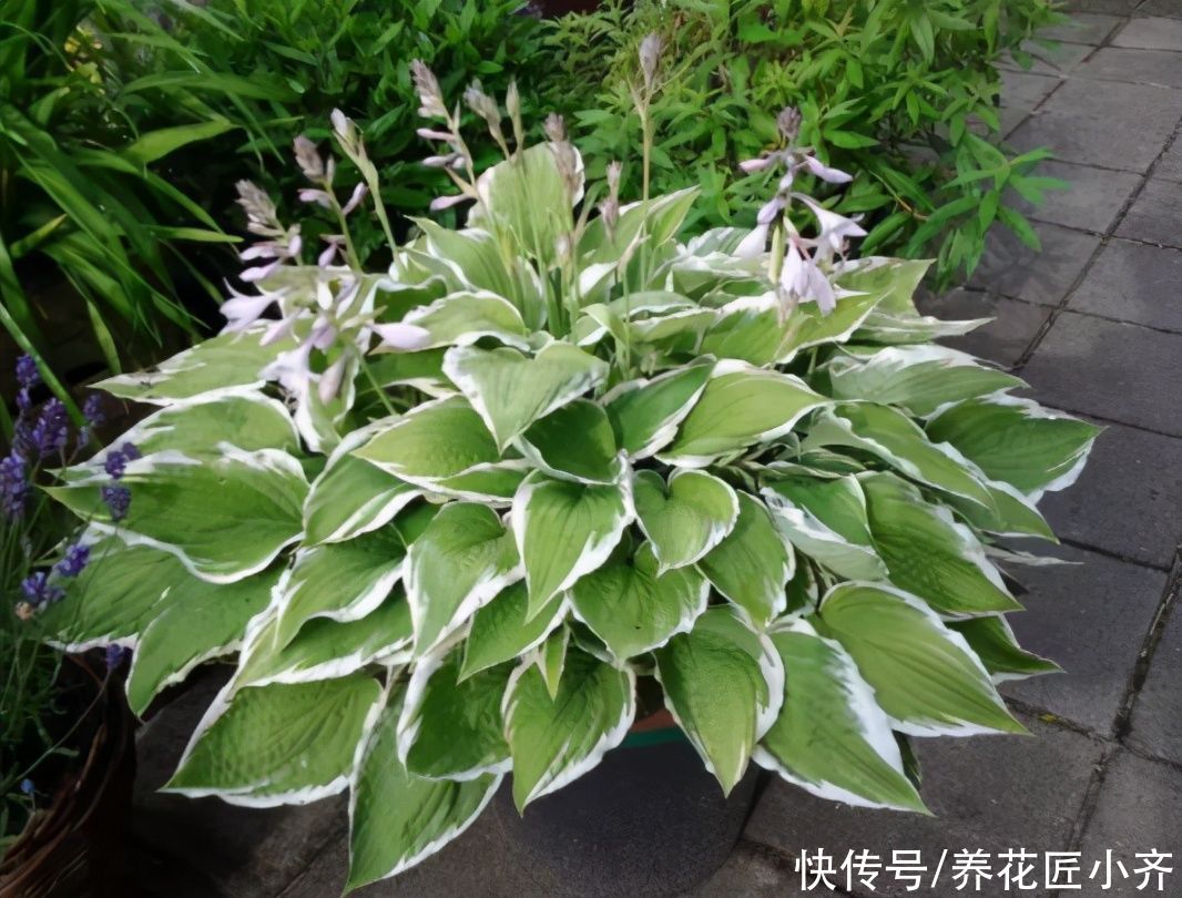 植物|家里光照弱，可以养什么开花植物？养这3种，光照强了反而养不好