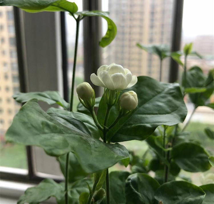 养茉莉,首先搞清楚这些习性,才能花开爆盆