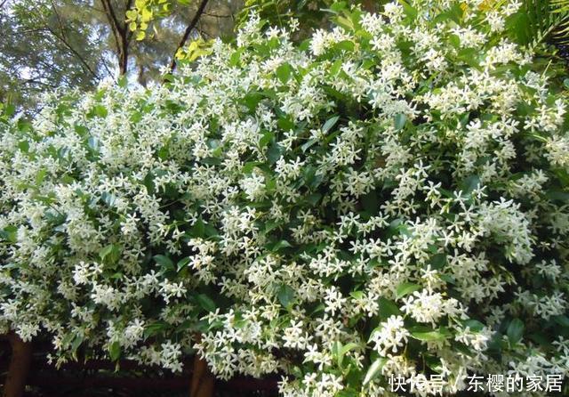 院子里不要乱种花,五一后此花要栽2棵,花开190天,香飘满院
