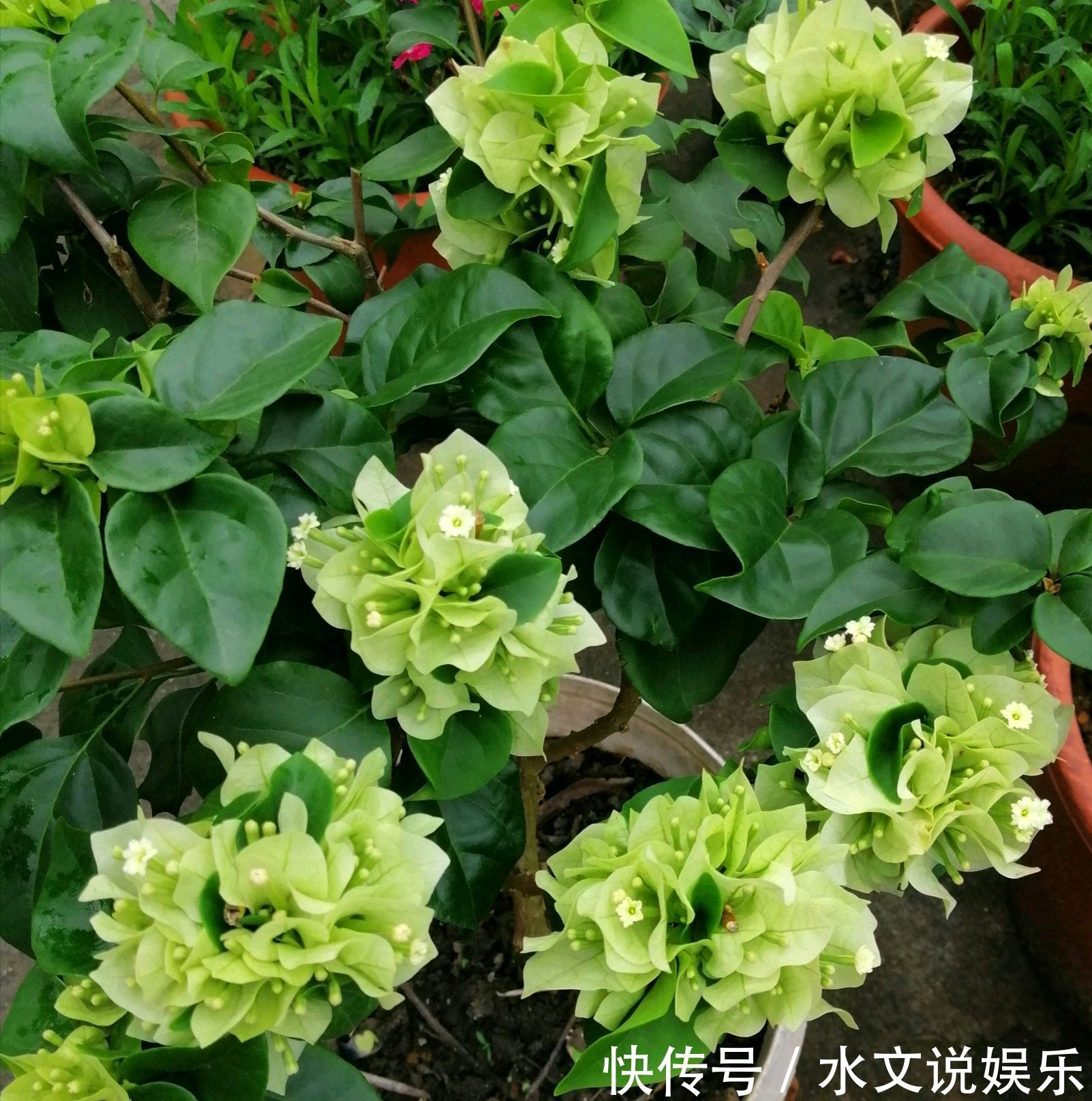 爆盆|三角梅矮化促花芽分化技巧,没事喷喷“它”,开花爆盆又造型紧凑