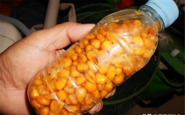 初夏钓鲤鱼,用什么饵料效果好?建议两个类型,四个配方