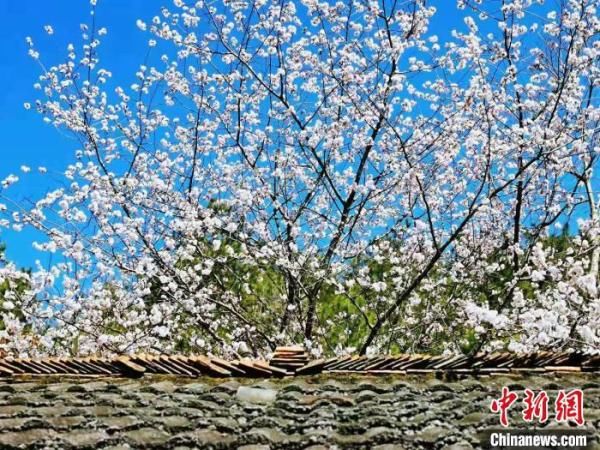 湖北荆门：又到山花烂漫时