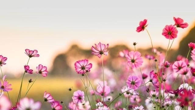 格外|认老乡啦!这6种花你们叫什么?名字土到掉渣,却格外亲切