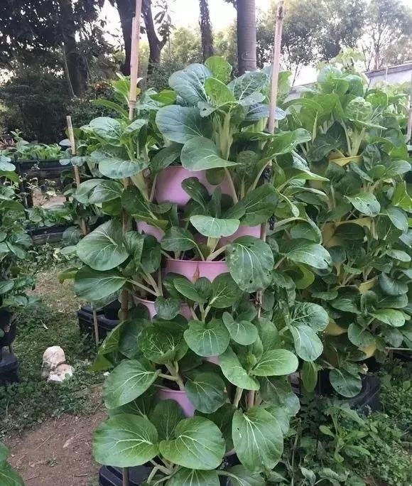 养花占地方？阳台支个架，再养10盆也不挤！